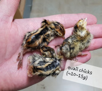 Frozen Day old Quail chicks 