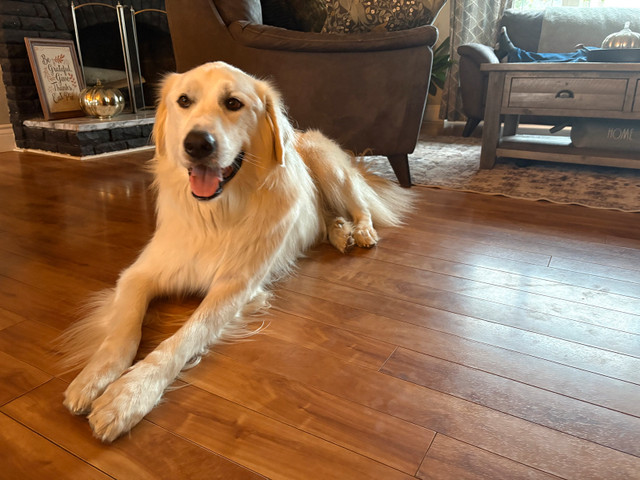 2 y/o Male Great Pyrenees ** Looking for New Loving Home** in Dogs & Puppies for Rehoming in Truro - Image 2
