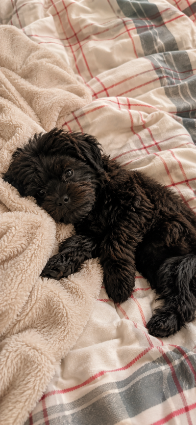 Adorable 3 Month Shih Tzu Coco Is Looking For Her Forever Home!, View more