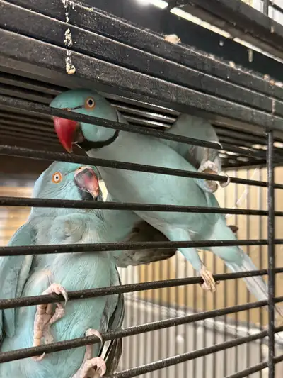 blue Indian ringneck pair, View more