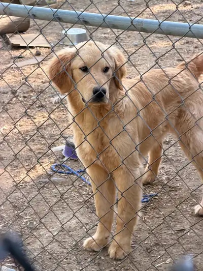 Golden Retriever, View more