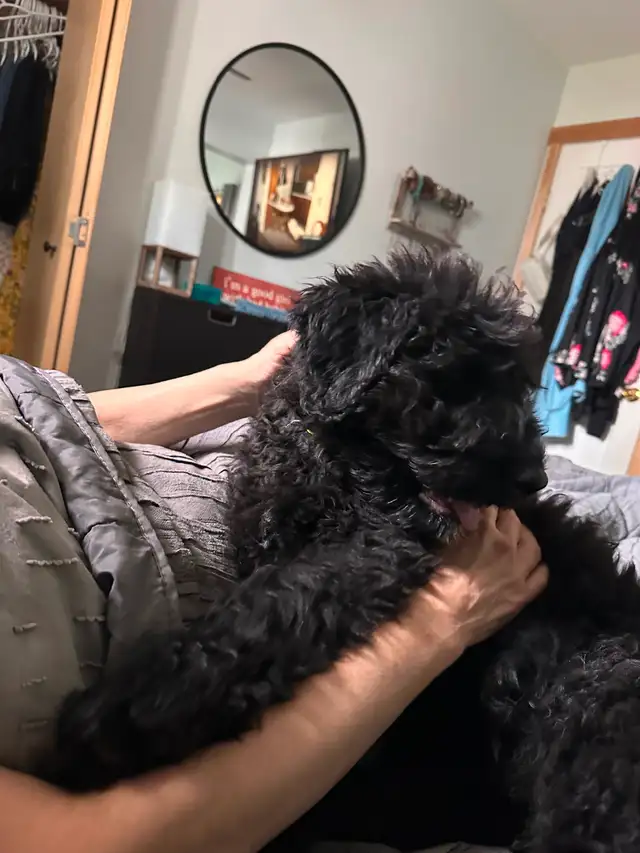 Male Bouvier puppy for sale non shedding  1500 in Dogs & Puppies for Rehoming in Whitehorse - Image 4