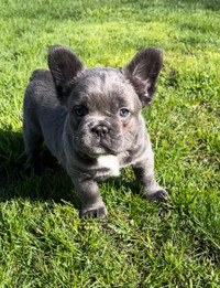 Willow the Fluffy French Bulldog 