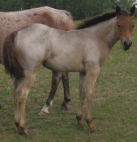 ROAN quarter horse yearling for sale