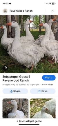 Wanted Sebastopol geese