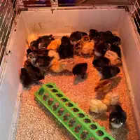 Chicks - laying breeds 