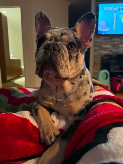 French bulldog / Bouledogue français !!, View more