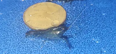young marble crayfish $3, View more