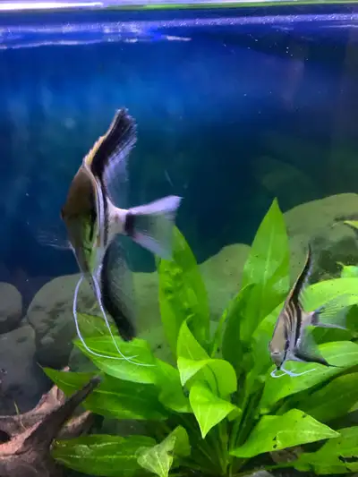 2 pairs of Angel fish, breaded multiple times, 20 per pair Masonville area