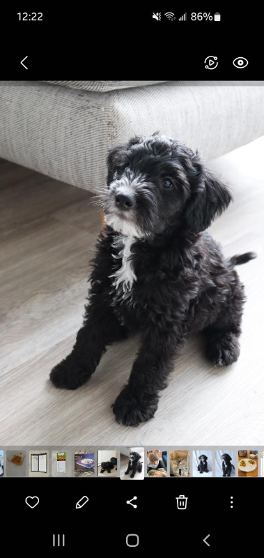 Jackapoo Puppy (male, 4 months old) in Dogs & Puppies for Rehoming in Oakville / Halton Region - Image 2