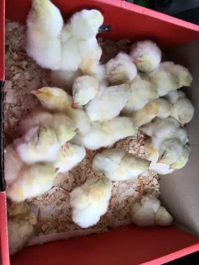 chantecler chicks , View more