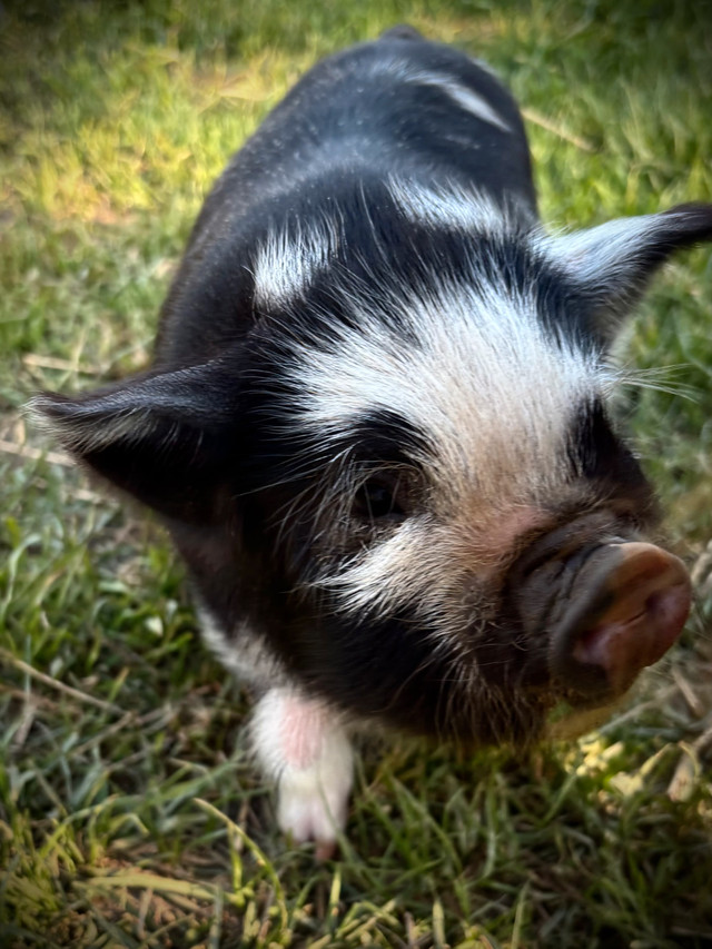 Kunekune  Piglets in Livestock in Owen Sound - Image 2
