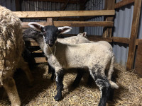 Ewe/Ram Lambs