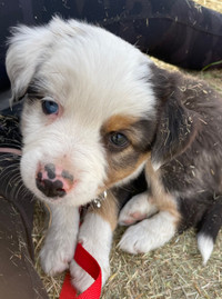 Mini Australian Shepherd Puppies