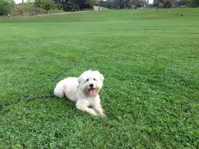 Soft Coated Wheaten Terrier Rescue Guidance, View more