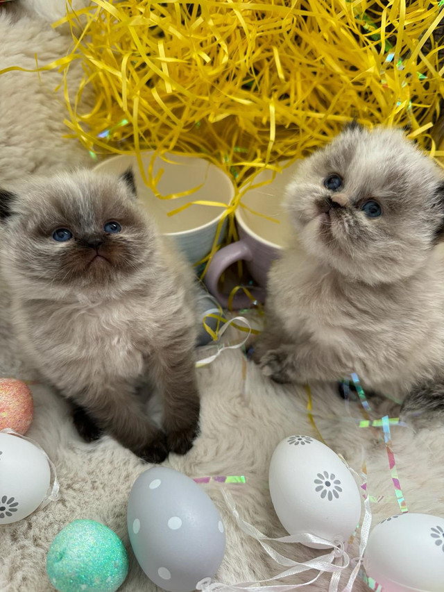 Himalayan Persian kittens  in Cats & Kittens for Rehoming in City of Toronto - Image 2
