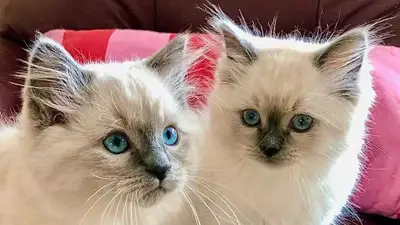Ragdoll kittens, View more