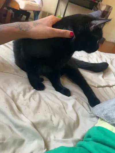 Cat for sale, View more