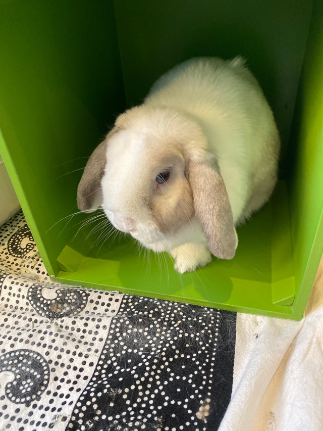 1 yr old spayed  female holland lop bunny- litter trained in Small Animals for Rehoming in Markham / York Region - Image 2