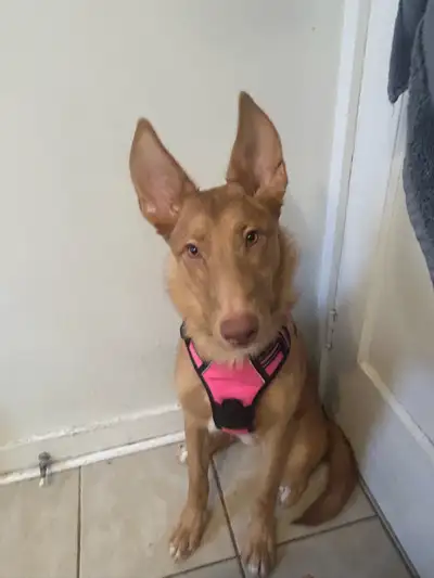 German Shepherd Welsh Sheepdog Mix // 6 Months // All Shots, View more