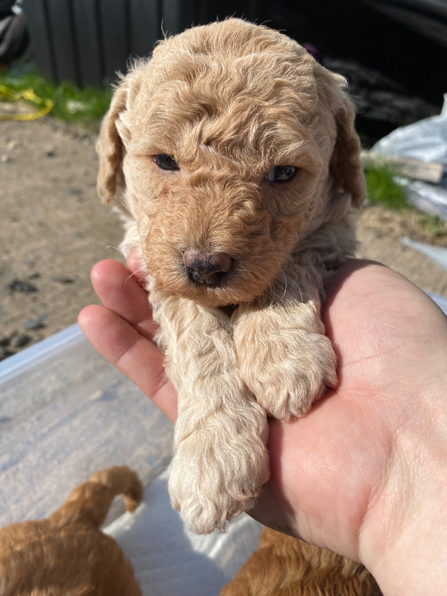 (2 Boys Left) Mini GoldenDoodles  (Ready May 23rd) in Dogs & Puppies for Rehoming in City of Halifax - Image 3