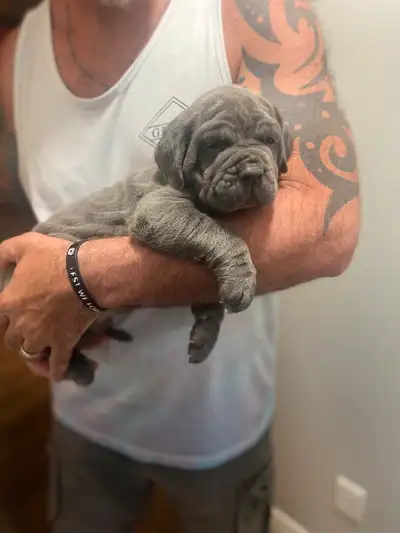 Neapolitan Mastiff Puppies, View more