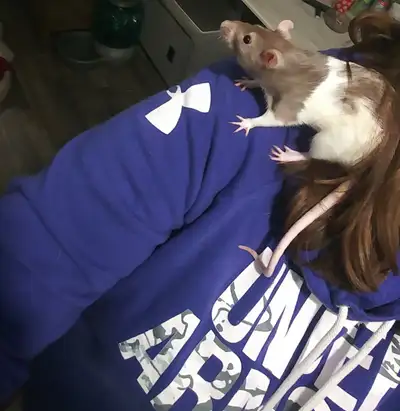 Rat + cage + accessories, View more