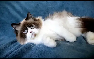 Purebred Ragdoll Adult Cat, View more