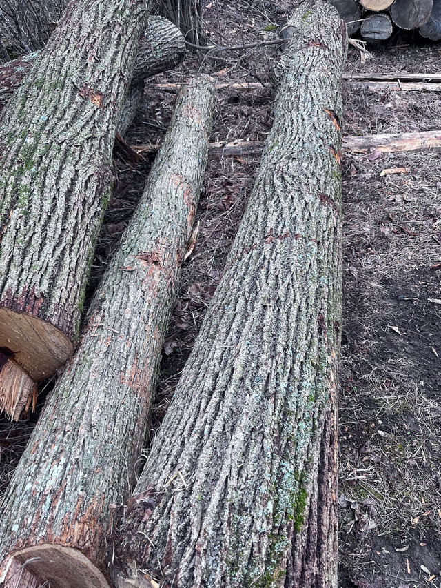  Basswood lumber for sale   dans Autre  à Napanee