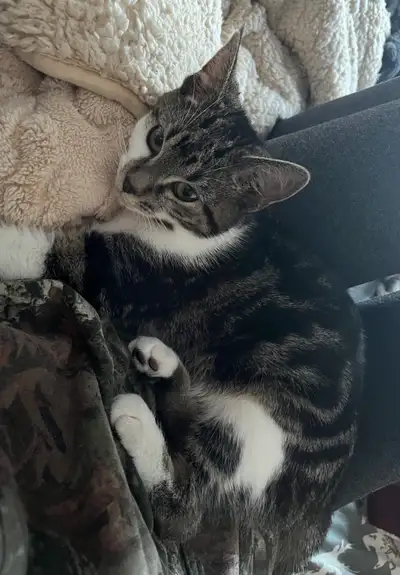 little kitten, View more