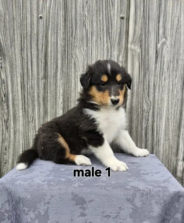 Scotch Collie puppies in Dogs & Puppies for Rehoming in Chatham-Kent - Image 10