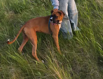 Born: December 2024 Gender: Male (intact) Vaccinations: Fully up-to-date We got this boy hoping he w...
