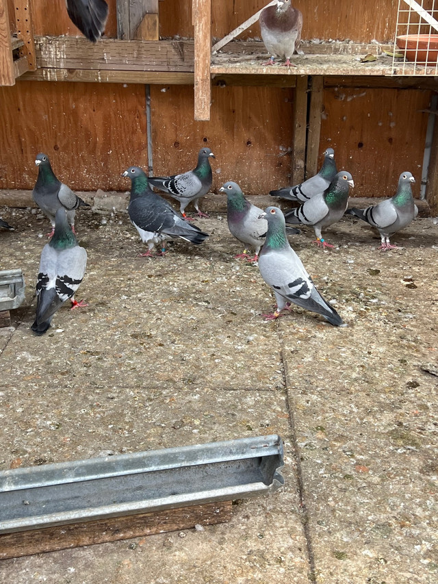 Racing pigeons  in Birds for Rehoming in Mission - Image 2