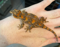 Orange blotched gargoyle gecko 