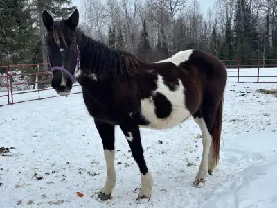 APHA broodmare/companion, View more