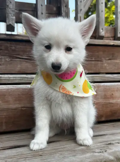 Pomsky F4 Micro, View more