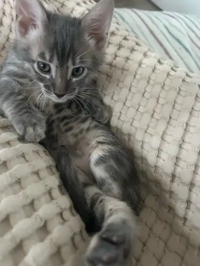 Bengal Kittens Purebred Silver, View more