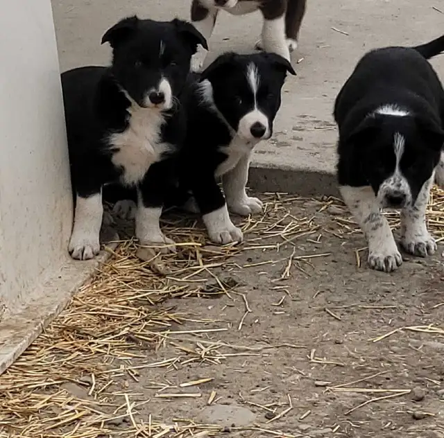 ranch hands 64840291674627121