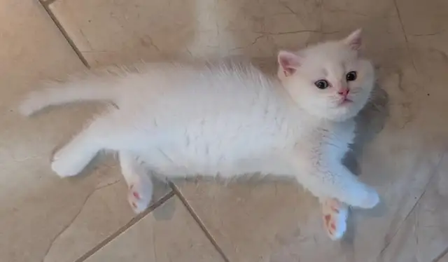 Gorgeous British Shorthair kitten / Ready May 9 in Cats & Kittens for Rehoming in Moncton - Image 8