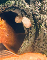 Mystery Snails, parents and juveniles