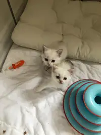 purebred British shorthair kittens