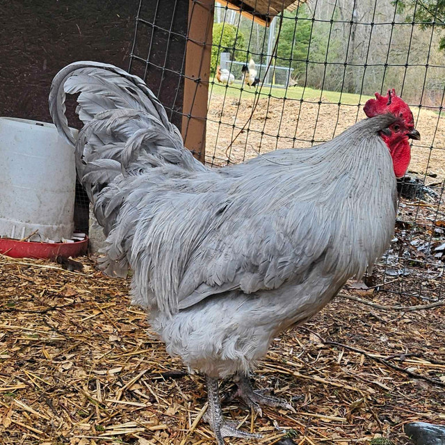 Lavender rooster  in Livestock in Sudbury