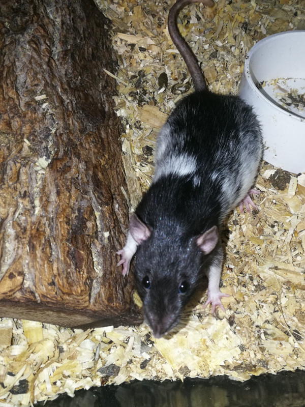Feeder Rats in Small Animals for Rehoming in Kawartha Lakes