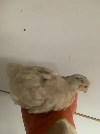 Columbian Rock Chicks, View more