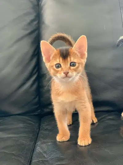 ABYSSINIAN KITTENS / CHATONS ABYSSIN, View more