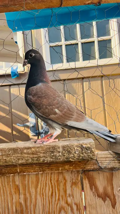 Young pigeon, View more