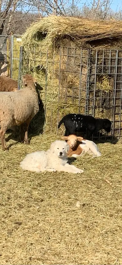 PENDING-PURE MAREMMA LGD  MALE PUPPY, View more