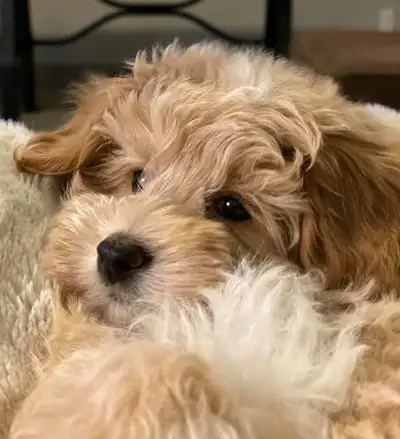 Maltipoo Puppies, View more