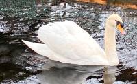 Mature: Male mute swan