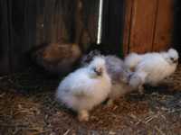 5 week old silkie chicks